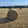 Round bales of hay Image 3