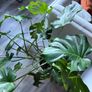 Monstera Image 5