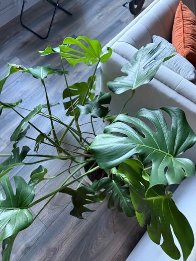 Monstera