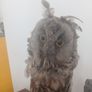 Antique Owl Image 2