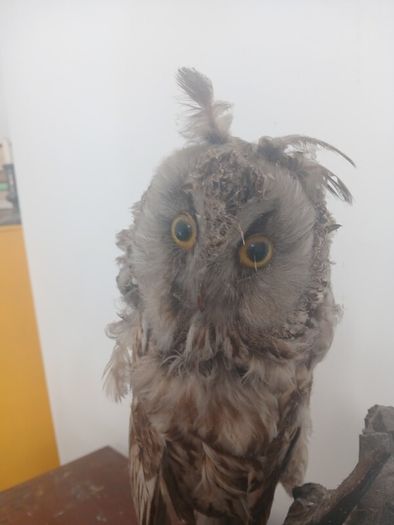 Antique Owl