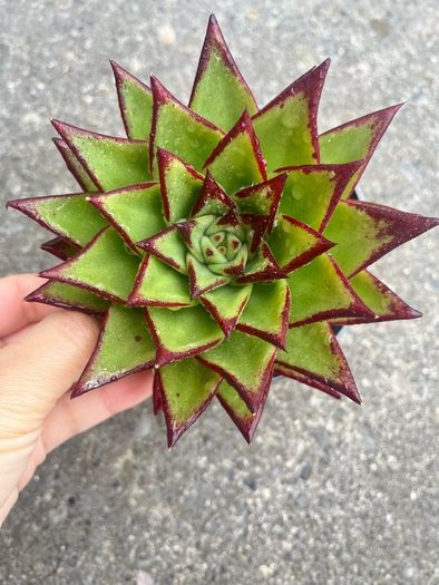 plant