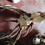 large selection of deer antlers Image 3