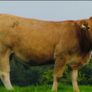 Incalf Heifer sale 3rd October 2026 Balla Mart Image 7