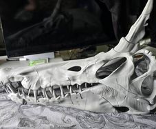 Spinosaurus Skull