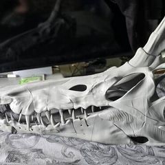 Spinosaurus Skull
