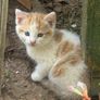 kittens for adoption Image 4