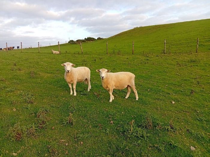 New Zealand Romney Rams