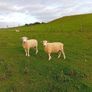 New Zealand Romney Rams Image 7