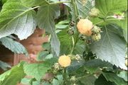 Yellow Big Raspberry plant