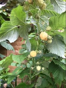 Yellow Big Raspberry plant