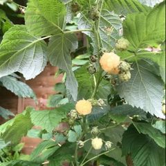 Yellow Big Raspberry plant