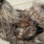 Silkie roaster Image 7