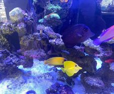 fishtank aqua one reefsys 255