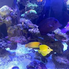 fishtank aqua one reefsys 255