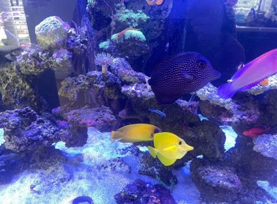 fishtank aqua one reefsys 255