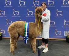 Alpacas