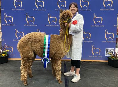 Alpacas