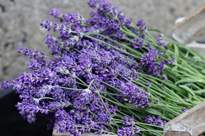 Dried Lavender bunch ... Dried flower bouquet / Handpicked / Superior Quality/ Lavender wedding / Bridesmaid bouquet