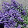 Dried Lavender bunch ... Dried flower bouquet / Handpicked / Superior Quality/ Lavender wedding / Bridesmaid bouquet Image 2