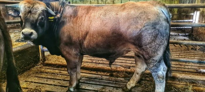Aubrac bulls