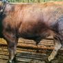 Aubrac bulls Image 5