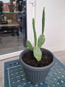 Opuntia - Prickly Pear - Paddle Cactus - Beaver-tail - Bunny Ears-  Polka-dot CactusIndian Fig Cactus