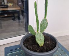 Opuntia - Prickly Pear - Paddle Cactus - Beaver-tail - Bunny Ears-  Polka-dot CactusIndian Fig Cactus