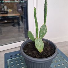 Opuntia - Prickly Pear - Paddle Cactus - Beaver-tail - Bunny Ears-  Polka-dot CactusIndian Fig Cactus