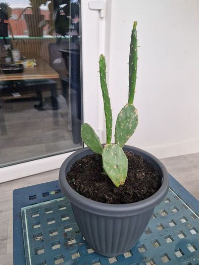 Opuntia - Prickly Pear - Paddle Cactus - Beaver-tail - Bunny Ears-  Polka-dot CactusIndian Fig Cactus