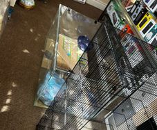 3 Tiers Hamster Cage 2 ft Long with bedding food toys