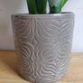 Sansevieria trifasciata 'Moonshine' plant in a green ceramic pot Image 4