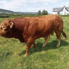 Livestock