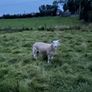 Aberfield Ram Lamb Image 4