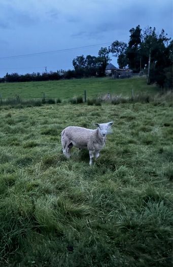 Aberfield Ram Lamb