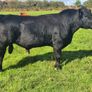 Aa Pbr Bulls Image 7