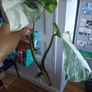 monstera albo Image 7