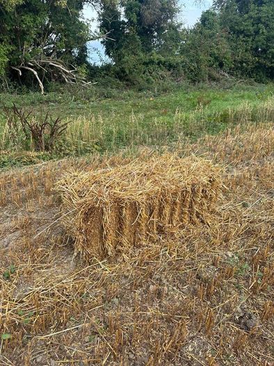 Organic Straw Small Squares