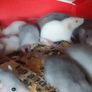 baby pet rats Image 3