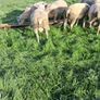 Quality Charolais and Texel hogget rams Image 3