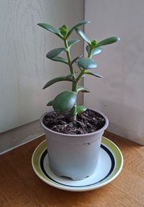 Jade Plant - last one
