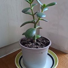 Jade Plant - last one