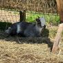 FEMALE Purebred Pygmy goat Image 2