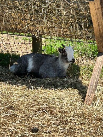 FEMALE Purebred Pygmy goat