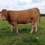 In calf Limousin heifers Image 4