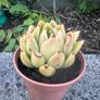plant Image 3