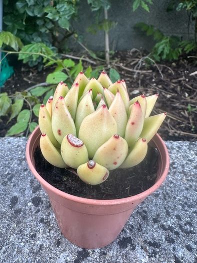 plant