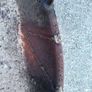 pig trough Image 3