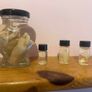 Taxidermy Specimens Image 4