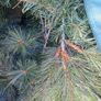 6ft Christmas tree natural effect Image 4